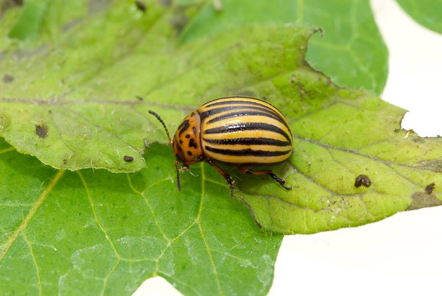 Colorado Beetle